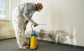 Reliable Bridgman, MI Mold Removal Services Solutions